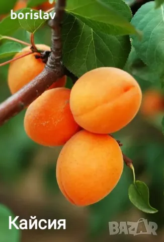 Продавам плодни дръвчета - праскови, кайсии, круши, ябълки, сливи, вишни, череши и дюли, снимка 6 - Градински цветя и растения - 42413795