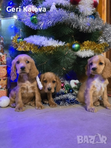 чистокръвни Кокер Шпаньоли