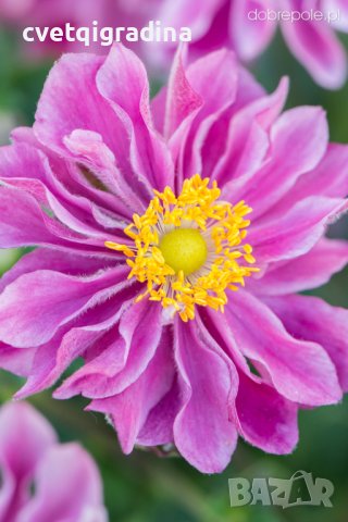 Anemone Little Breeze Sweet(Анемоне Малък сладък бриз), снимка 2 - Градински цветя и растения - 41382278