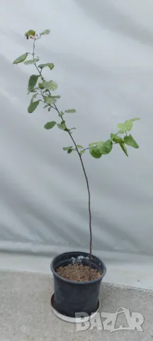 Продавам дръвче фиданка едра Дюля, снимка 5 - Градински цветя и растения - 47264228