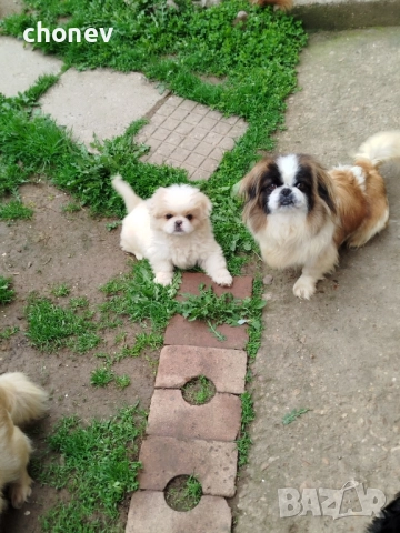 пекинез бебета малки, снимка 7 - Пекинез - 52072180