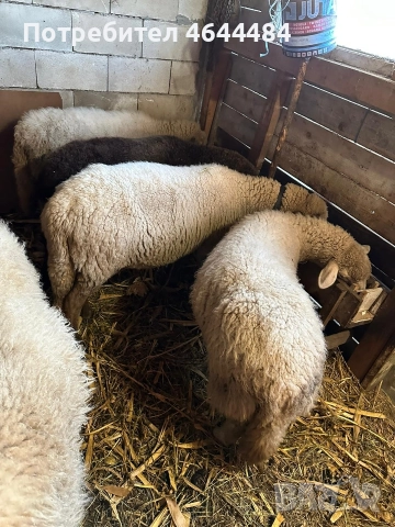 Заплодени овце 4 бр