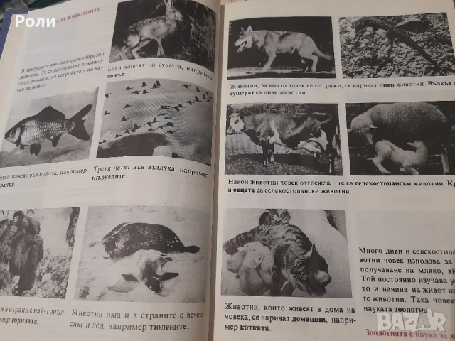 ЗООЛОГИЯ 6 клас на помощните у-ща П.МИХАЙЛОВА-ТОШЕВА, П.Андреева, снимка 4 - Учебници, учебни тетрадки - 50729149