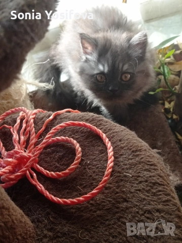 персийско коте продавам , снимка 3 - Други - 52727071