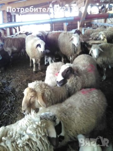 Продават се кочове,шилета и агнета, снимка 1 - Овце - 39505595