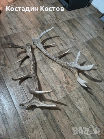 Еленски рога , снимка 3 - Други - 53499221
