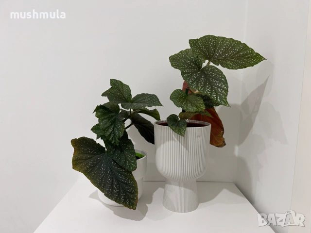 Цвете Бегония