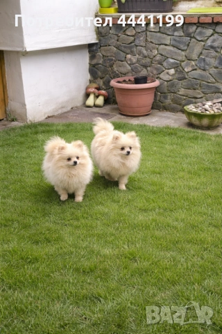 Свободни момичета на 7месеца търсят своите нови спопани!❤️🐶, снимка 2 - Померан - 53656884