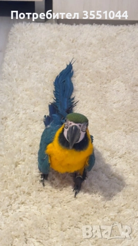 Папагал Ара, снимка 3 - Папагали - 53336295