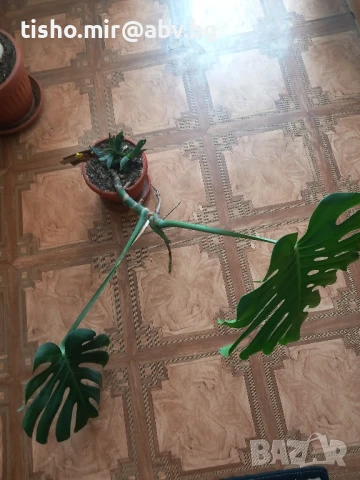 Филодендрон, снимка 3 - Стайни растения - 50517747
