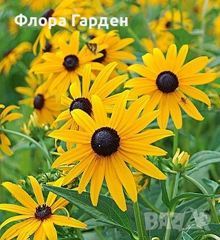 МНОГОГОДИШНИ ЦВЕТЯ - Коренища- ПРЕДВАРИТЕЛНИ ПОРЪЧКИ, снимка 9 - Градински цветя и растения - 53650042