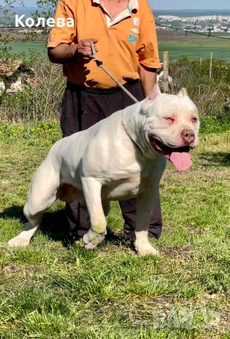 Американско були- мъжкар, снимка 4 - Други - 53505519