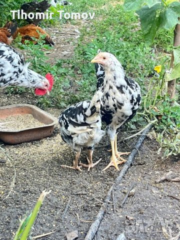 продавам ярки пилета яйца кокошки петли , снимка 2 - Кокошки и пуйки - 41738818