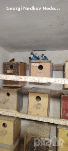 Продавам маскови неразделки, снимка 2 - Папагали - 50566248