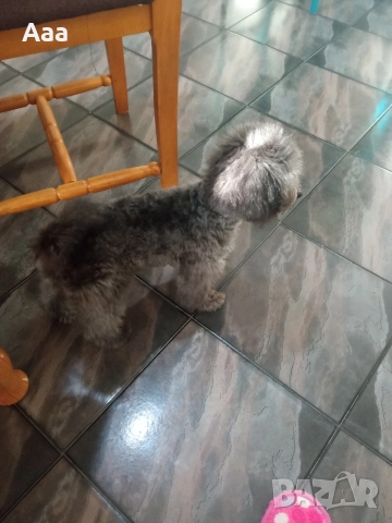 пудел той сребърен , снимка 6 - Пудели - 52906941