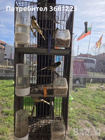 Испански Тимбрадо канарчета 2025