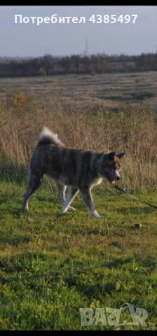 Акита Ину FCI женска