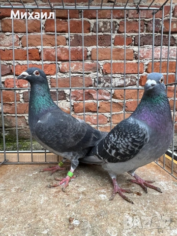Пощенски гълъби, снимка 2 - Гълъби - 53659059