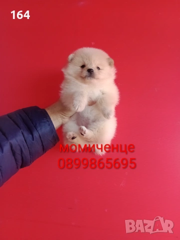 Мъжки и женски Померани. Реални снимки от 12.01.26 г. 