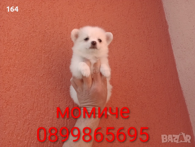 Мини Шпиц - Померан. Мъжки и женски кученца. , снимка 9 - Померан - 53743617