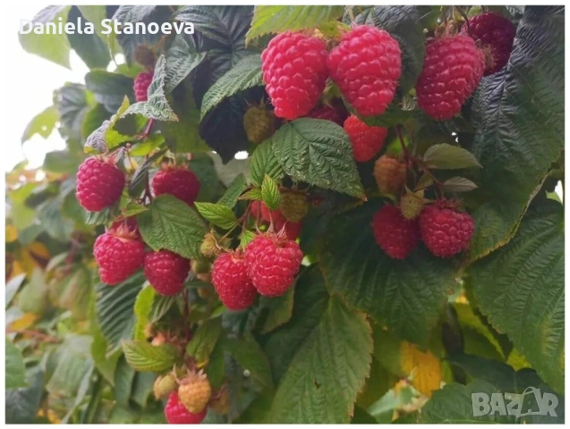 🍓 „Градински разсад ягоди – висок добив и отличен вкус“, снимка 2 - Разсади - 53839832