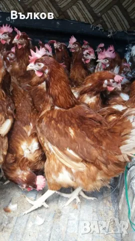 кокошки носачки 