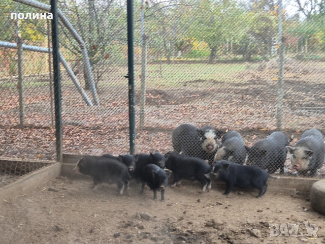 Виетнамски прасенца мъжки кастрирани на 4 месеца 150 лв.