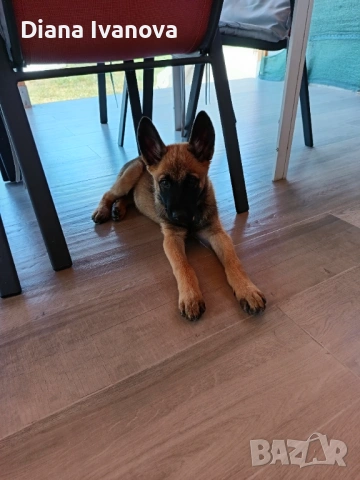 Подарявам Белгийска овчарка на 8 месеца , снимка 7 - Белгийска овчарка - 53276385