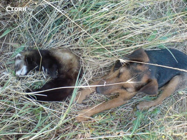 Ягдтериери, снимка 16 - Ягдтериер - 53523678