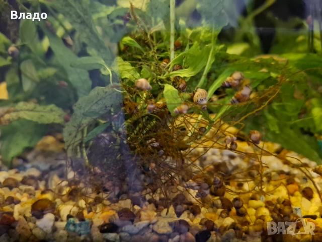 Охлюви мелания / Malaysian trumpet snails, снимка 4 - Други животни - 53106482