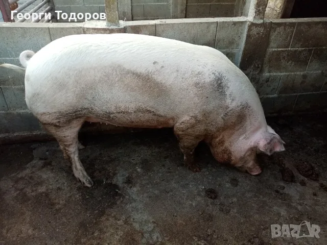 Домашно прасе 160 - 170кг