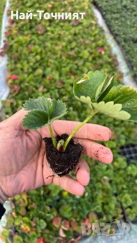 Разсад ягоди “Малинг Виталити”