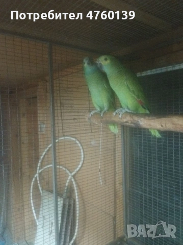 синьо чела Амазона двойка, снимка 4 - Папагали - 53814846