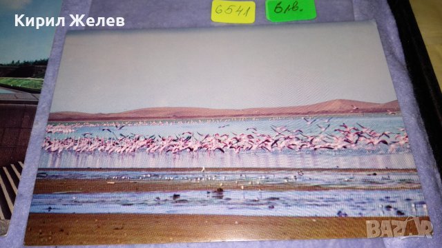 ЛОТ 4 СТАРИ ПОЩЕНСКИ КАРТИЧКИ ГДР ДРЕЗДЕН ЛАЙПЦИГ и РОЗОВО ГЛАМИНГО ПРИРОДА ЛАГУНА 6541, снимка 2 - Филателия - 38729926