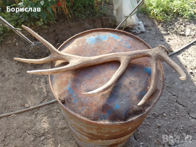 Еленски рога ..., снимка 2 - Коне - 55882075
