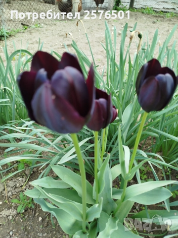 Продавам луковици от пролетни цветя - лалета, нарциси, зюмбюли....., снимка 3 - Градински цветя и растения - 52896351