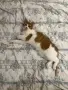 Мъжка кастрирана котка, снимка 4