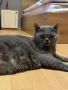 Британска котка , снимка 2