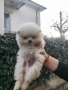 Померан , снимка 2