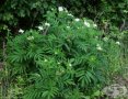 Бъзак - Sambucus ebulus), снимка 4