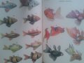  книга аквариуми и всички за тях рибки и растения, снимка 2