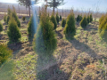 Западна туя Пролетна промоция, снимка 2