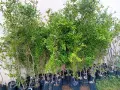 НАР ,червен едър, сорт Камилски зъб , снимка 5