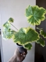 Пеларгониум, Pelargonium Mrs Pollock, снимка 2