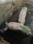 продавам 2 прасета 1 женско 1 мъжко, снимка 2