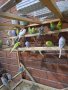 Вълнисти папагали, снимка 1 - Папагали - 34713871