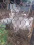 Пръч 000111¹111, снимка 2