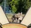 Френски булдог мерле, снимка 5