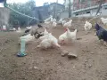 Сини яйца от бял Легбар , снимка 12
