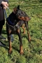 Продавам доберман, снимка 3